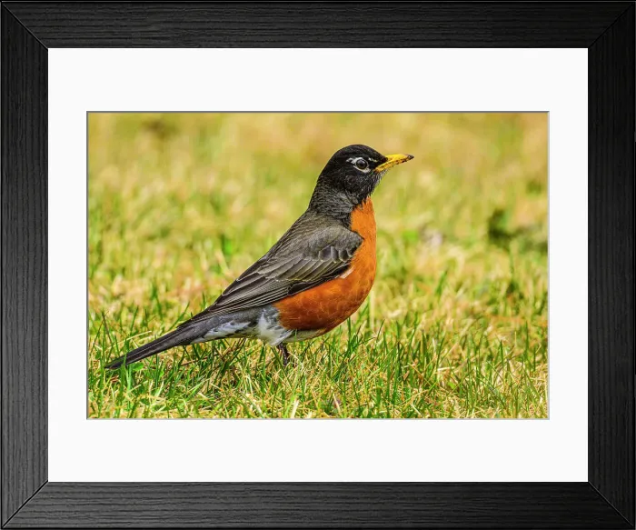 Framed Print : American robin (Turdus migrtorius), Greater Sudbury, Ontario, Canada Framed Print : American robin (Turdus migrtorius), Greater Sudbury, Ontario, Canada