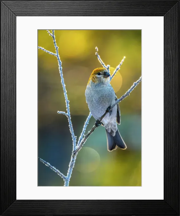 Framed Print : Pine Grosbeak, Ontario, Canada Framed Print : Pine Grosbeak, Ontario, Canada