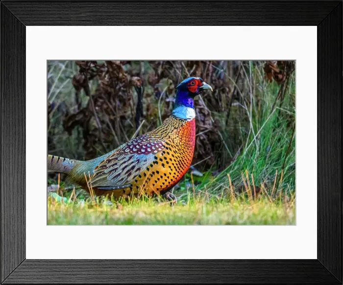 Framed Print : Ring-necked Pheasant (Phasianus colchicus) Male, Greater Subdury, Ontario, Canada Framed Print : Ring-necked Pheasant (Phasianus colchicus) Male, Greater Subdury, Ontario, Canada