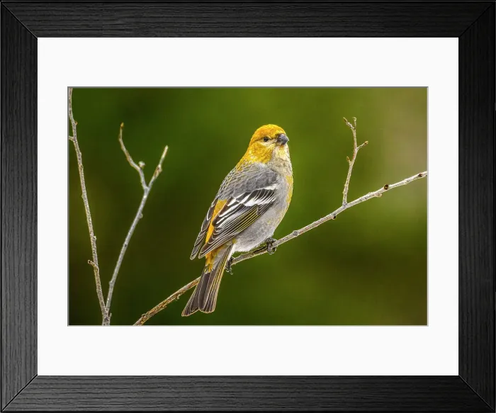 Framed Print : Pine Grosbeak, Ontario, Canada Framed Print : Pine Grosbeak, Ontario, Canada