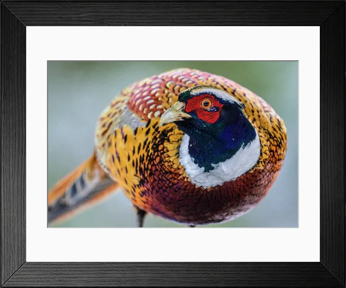 Framed Print : Ring-necked Pheasant (Phasianus colchicus) Male, Greater Subdury, Ontario, Canada