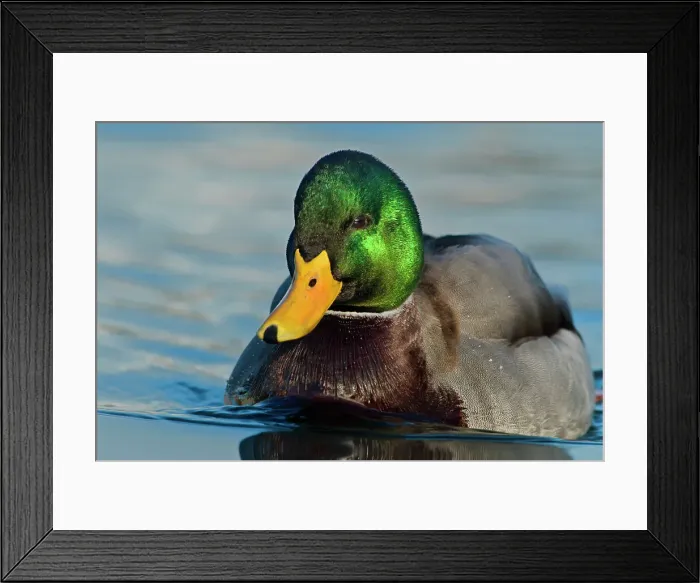 Framed Print : Mallard (Anas platyrhynchos) drake, Humber Bay Park, Toronto, Ontario, Canada