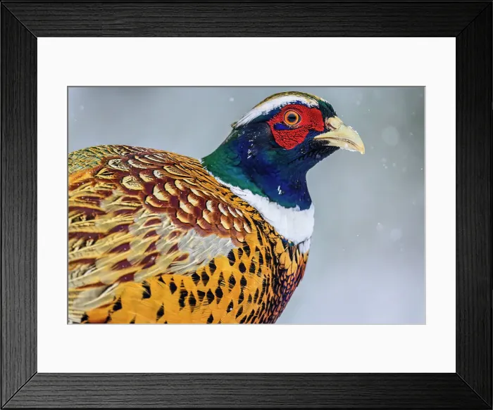 Framed Print : Ring-necked Pheasant (Phasianus colchicus), Greater Sudbury, Ontario, Canada Framed Print : Ring-necked Pheasant (Phasianus colchicus), Greater Sudbury, Ontario, Canada