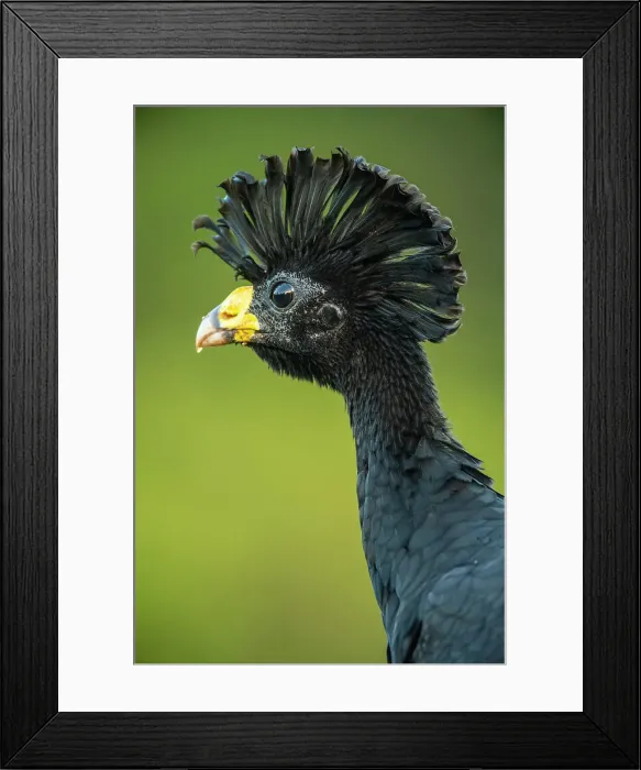 Framed Print : Great curassow (Crax rubra), Laguna del lagarto, Alajuela, Costa Rica Framed Print : Great curassow (Crax rubra), Laguna del lagarto, Alajuela, Costa Rica