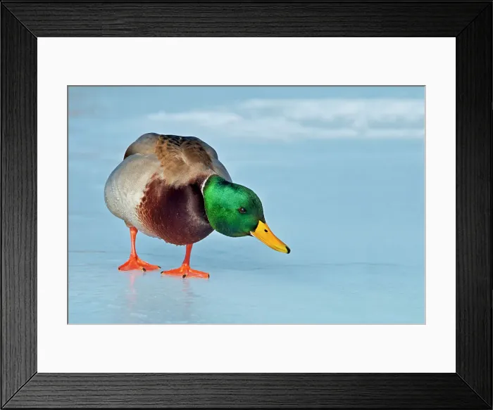 Framed Print : Mallard (Anas platyrhynchos) drake, Humber Bay Park, Toronto, Ontario, Canada Framed Print : Mallard (Anas platyrhynchos) drake, Humber Bay Park, Toronto, Ontario, Canada