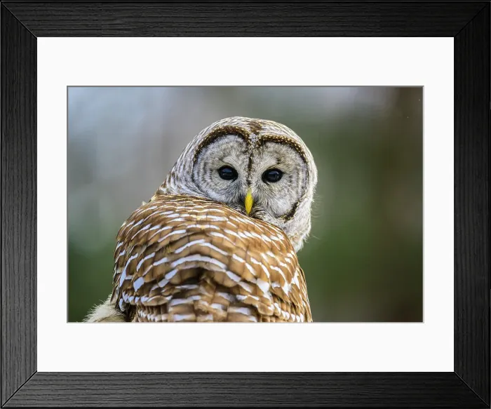 Framed Print : Barred owl (Strix varia) Backyard winter visitor hunting in the vicinity of a bird feeder, Greater Sudbury, Ontario, Canada Framed Print : Barred owl (Strix varia) Backyard winter visitor hunting in the vicinity of a bird feeder, Greater Sudbury, Ontario, Canada