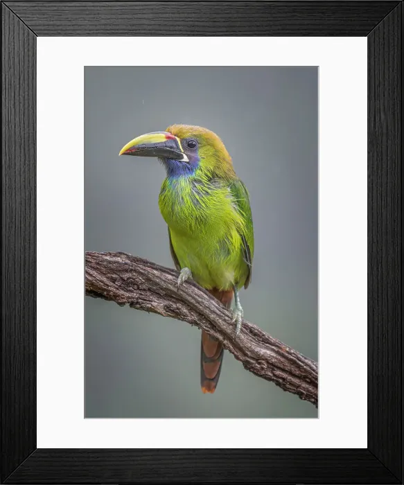 Framed Print : Emerald Toucanet (Aulacorhynchus prasinus), Costa Rica