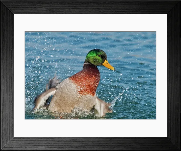 Framed Print : Mallard (Anas platyrhynchos) drake, splashing Humber Bay Park, Toronto, Ontario, Canada Framed Print : Mallard (Anas platyrhynchos) drake, splashing Humber Bay Park, Toronto, Ontario, Canada