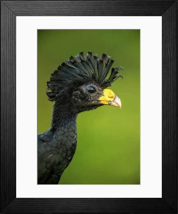 Framed Print : Great curassow (Crax rubra), Laguna del lagarto, Alajuela, Costa Rica Framed Print : Great curassow (Crax rubra), Laguna del lagarto, Alajuela, Costa Rica