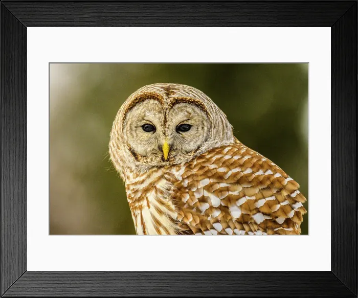 Framed Print : Barred Owl (Strix varia) Hunting near deck, Greater Sudbury, Ontario, Canada