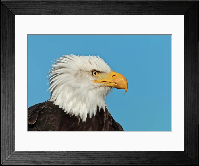Framed Print : Bald Eagle (Haliaeetus leucocephalus) - captive bred, Ontario, Canada Framed Print : Bald Eagle (Haliaeetus leucocephalus) - captive bred, Ontario, Canada