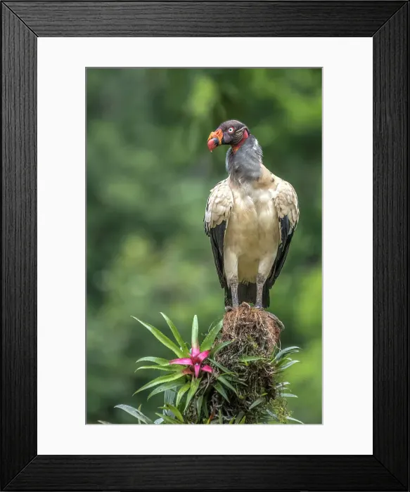 Framed Print : King Vulture (Sarcoramphus papa), Boca Tapada, Costa Rica Framed Print : King Vulture (Sarcoramphus papa), Boca Tapada, Costa Rica