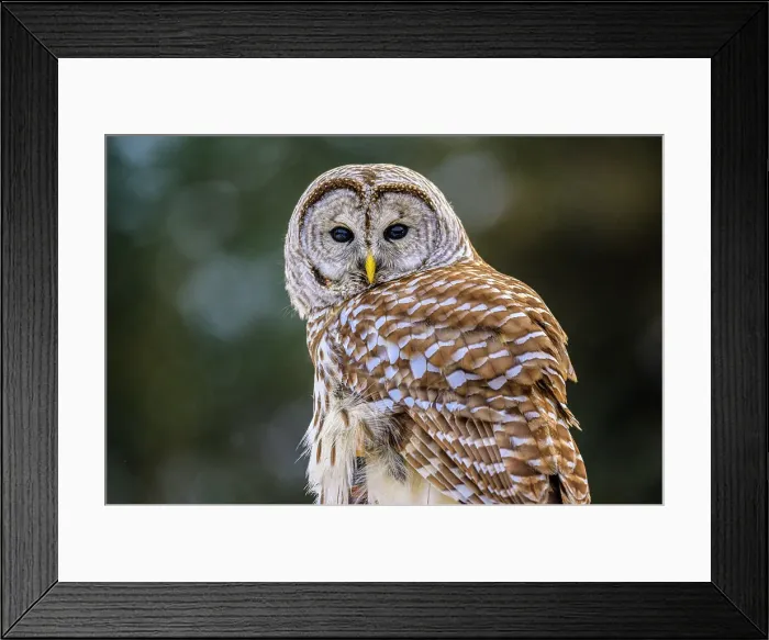Framed Print : Barred owl (Strix varia) Backyard winter visitor hunting in the vicinity of a bird feeder, Greater Sudbury, Ontario, Canada Framed Print : Barred owl (Strix varia) Backyard winter visitor hunting in the vicinity of a bird feeder, Greater Sudbury, Ontario, Canada