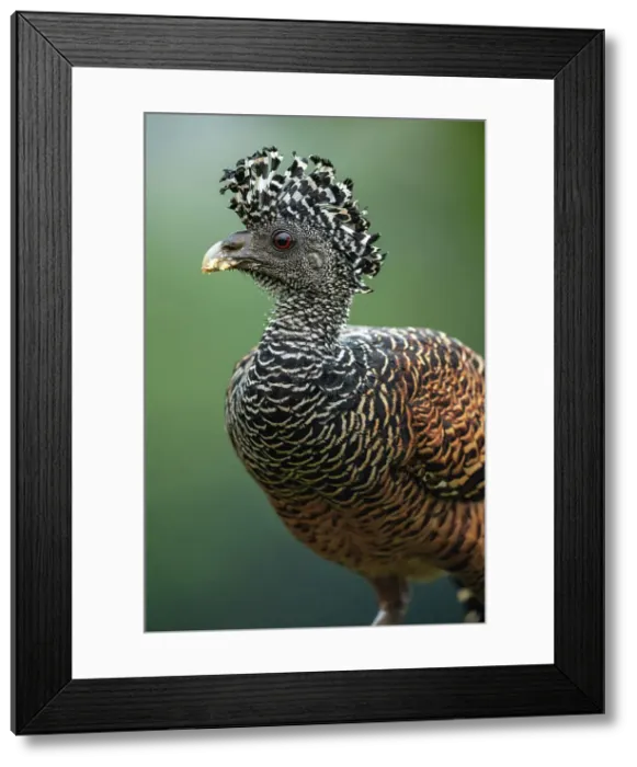 Framed Print : Great curassow (Crax rubra), Laguna del lagarto, Alajuela, Costa Rica Framed Print : Great curassow (Crax rubra), Laguna del lagarto, Alajuela, Costa Rica