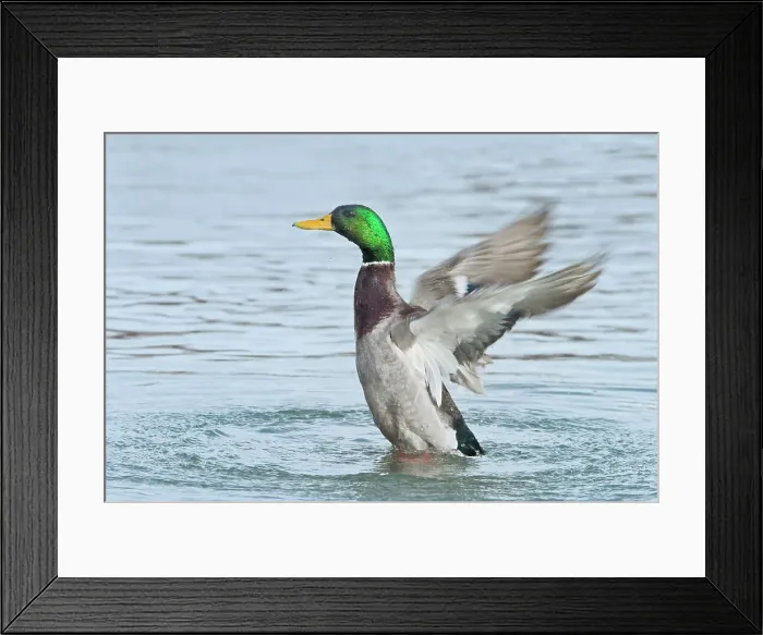 Framed Print : Mallard (Anas platyrhynchos) drake wing flap, Humber Bay Park, Toronto, Ontario, Canada Framed Print : Mallard (Anas platyrhynchos) drake wing flap, Humber Bay Park, Toronto, Ontario, Canada