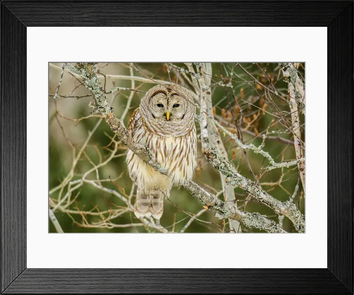 Framed Print : Barred owl (Strix varia) Backyard winter visitor hunting in the vicinity of a bird feeder, Greater Sudbury, Ontario, Canada Framed Print : Barred owl (Strix varia) Backyard winter visitor hunting in the vicinity of a bird feeder, Greater Sudbury, Ontario, Canada