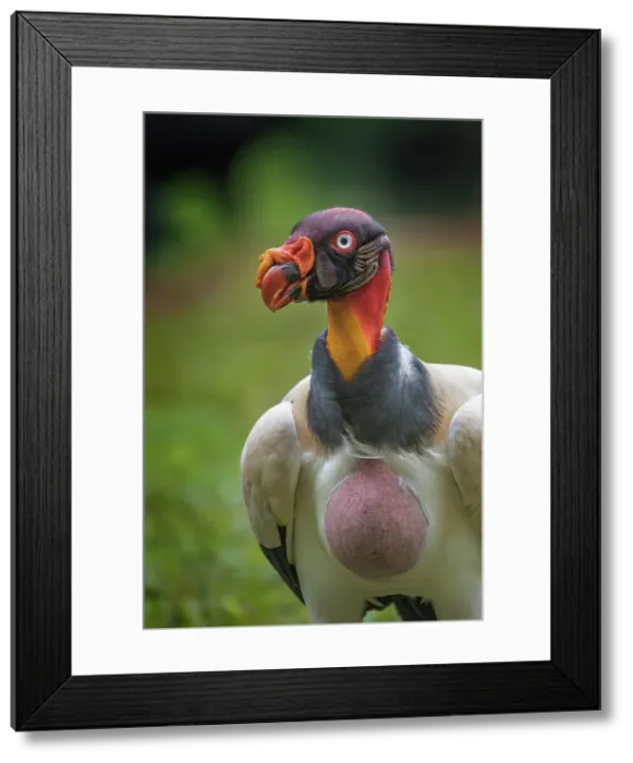 Framed Print : King Vulture (Sarcoramphus papa), Boca Tapada, Costa Rica Framed Print : King Vulture (Sarcoramphus papa), Boca Tapada, Costa Rica