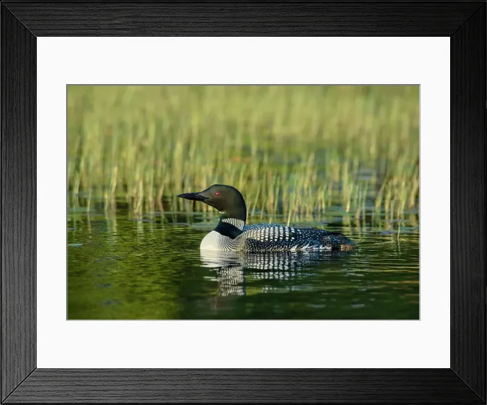 Framed Print : Common Loon (Gavia immer), on Horseshoe Lake, Muskoka, Ontario, Canada Framed Print : Common Loon (Gavia immer), on Horseshoe Lake, Muskoka, Ontario, Canada