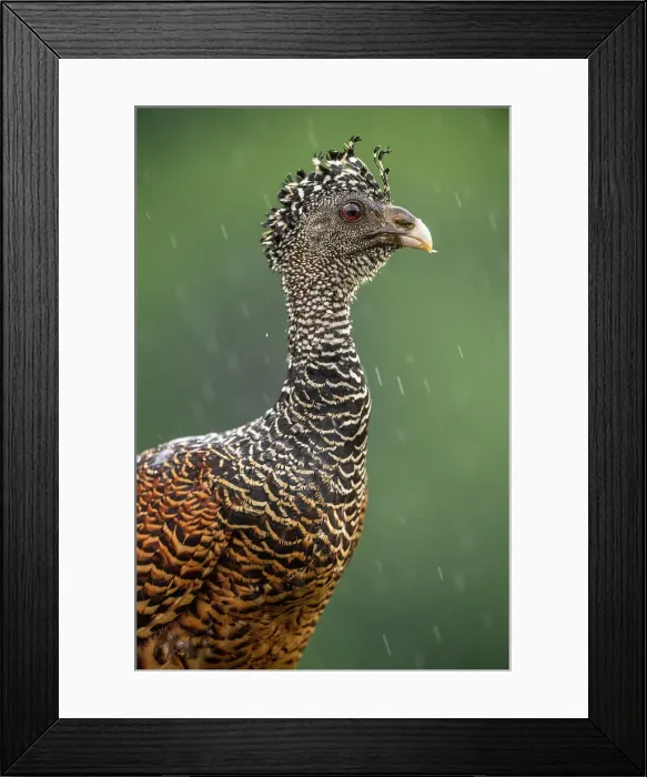 Framed Print : Great curassow (Crax rubra), Laguna del lagarto, Alajuela, Costa Rica Framed Print : Great curassow (Crax rubra), Laguna del lagarto, Alajuela, Costa Rica