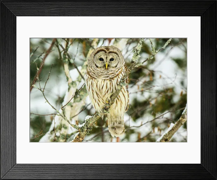 Framed Print : Barred owl (Strix varia) Hunting in winter, Greater Sudbury, Ontario, Canada Framed Print : Barred owl (Strix varia) Hunting in winter, Greater Sudbury, Ontario, Canada