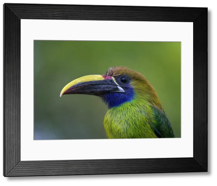 Framed Print : Emerald Toucanet (Aulacorhynchus prasinus), Costa Rica Framed Print : Emerald Toucanet (Aulacorhynchus prasinus), Costa Rica