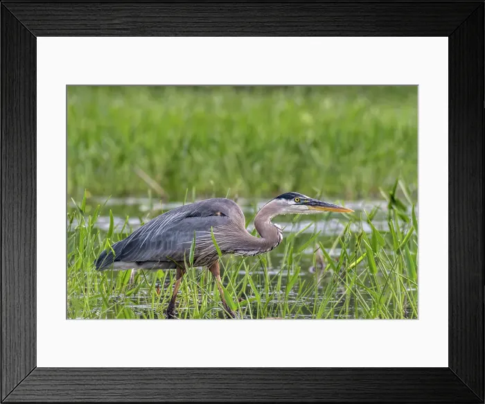 Framed Print : Great Blue Heron (Ardea herodias), Muskoka, Ontario, Canada Framed Print : Great Blue Heron (Ardea herodias), Muskoka, Ontario, Canada