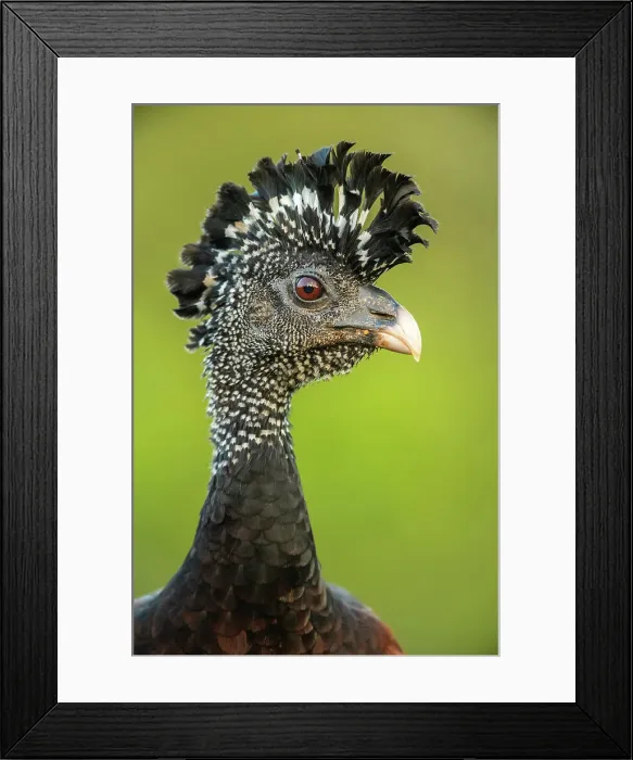 Framed Print : Great curassow (Crax rubra), Laguna del lagarto, Alajuela, Costa Rica Framed Print : Great curassow (Crax rubra), Laguna del lagarto, Alajuela, Costa Rica