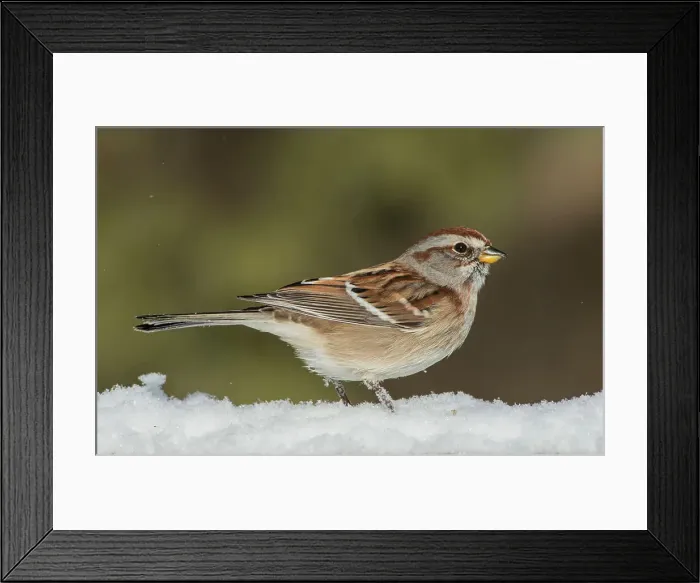 Framed Print : American Tree Sparrow (Spizelloides arborea) in winter Framed Print : American Tree Sparrow (Spizelloides arborea) in winter