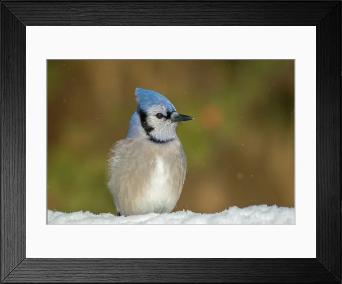 Framed Print : Blue Jay (Cyanocitta cristata) in winter, Thornton, Ontario, Canada Framed Print : Blue Jay (Cyanocitta cristata) in winter, Thornton, Ontario, Canada