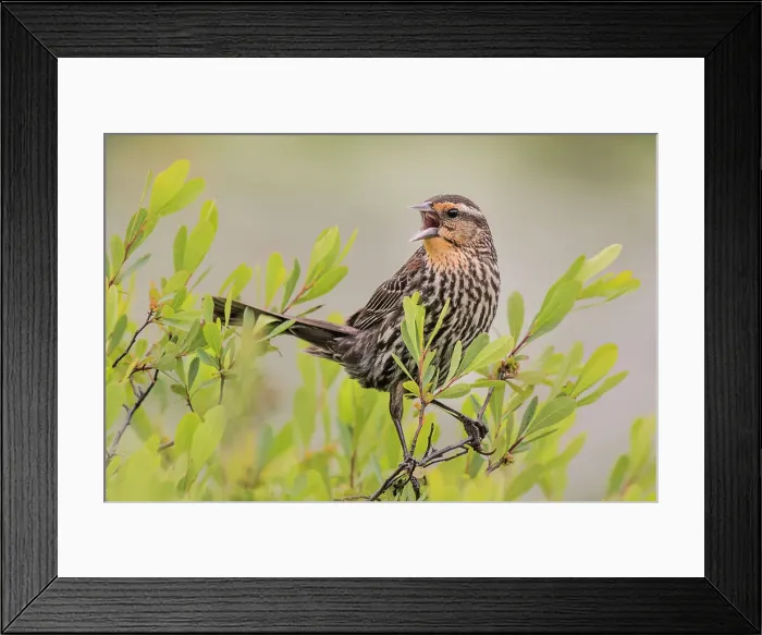 Framed Print : Red-winged Blackbird (Agelaius phoeniceus) female, Parry Sound, Ontario, Canada Framed Print : Red-winged Blackbird (Agelaius phoeniceus) female, Parry Sound, Ontario, Canada