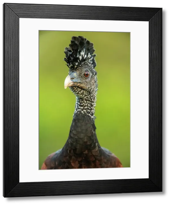 Framed Print : Great curassow (Crax rubra), Laguna del lagarto, Alajuela, Costa Rica Framed Print : Great curassow (Crax rubra), Laguna del lagarto, Alajuela, Costa Rica