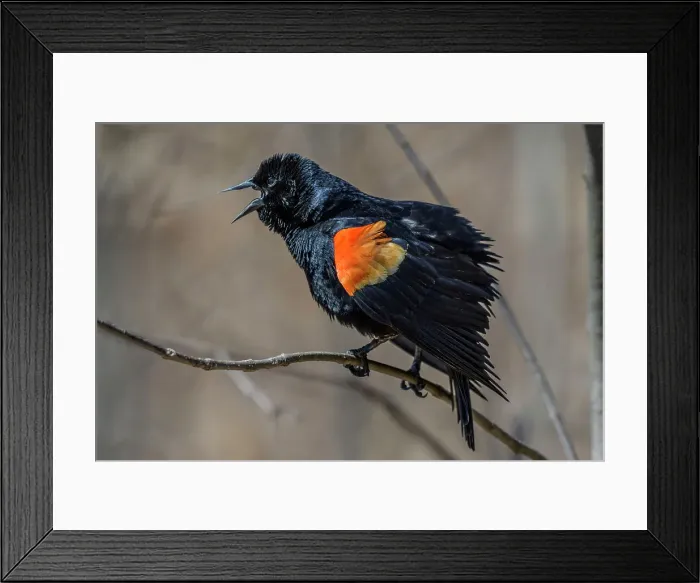 Framed Print : Red-winged Blackbird (Agelaius phoeniceus) Framed Print : Red-winged Blackbird (Agelaius phoeniceus)