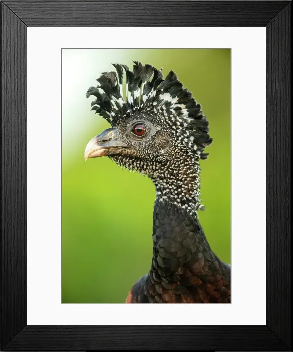 Framed Print : Great curassow (Crax rubra), Laguna del lagarto, Alajuena, Costa Rica Framed Print : Great curassow (Crax rubra), Laguna del lagarto, Alajuena, Costa Rica