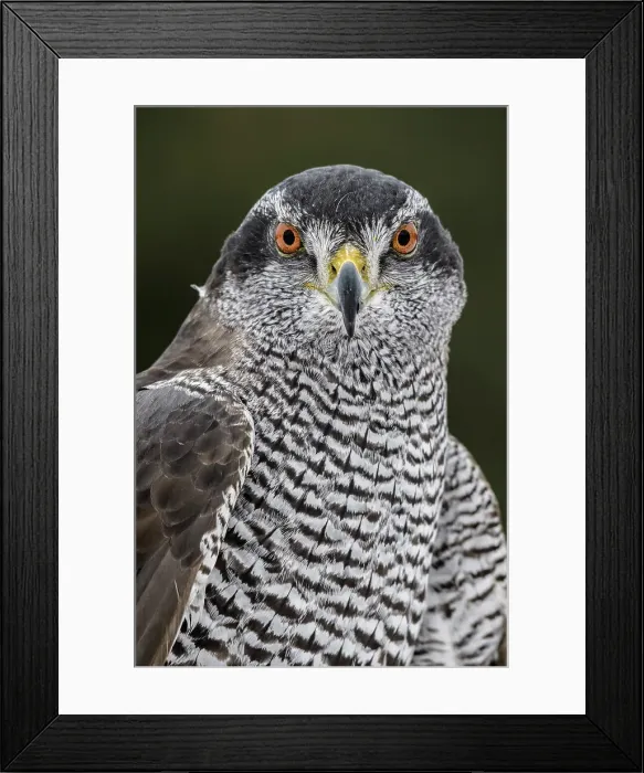 Framed Print : Goshawk (Accipiter gentilis) - captive, Ontario, Canada Framed Print : Goshawk (Accipiter gentilis) - captive, Ontario, Canada