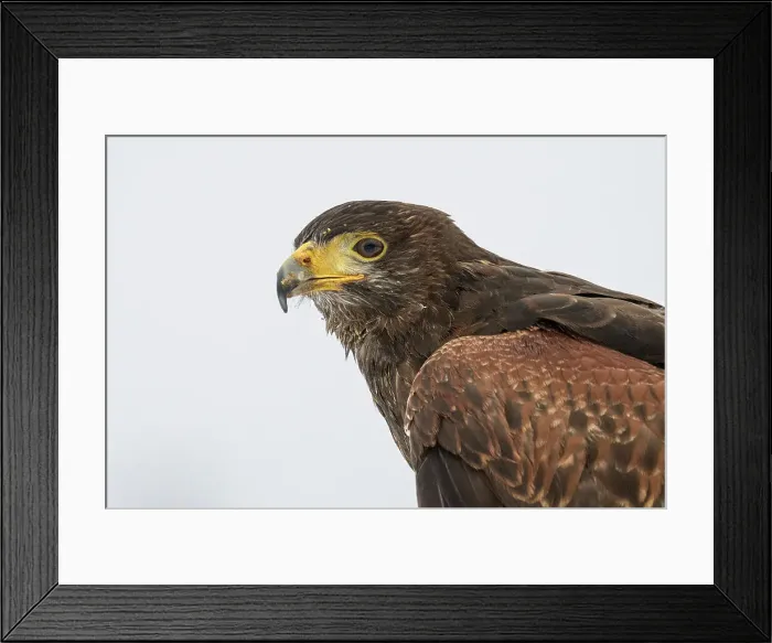 Framed Print : Harris's hawk (Parabuteo unicinctus) - captive Framed Print : Harris's hawk (Parabuteo unicinctus) - captive