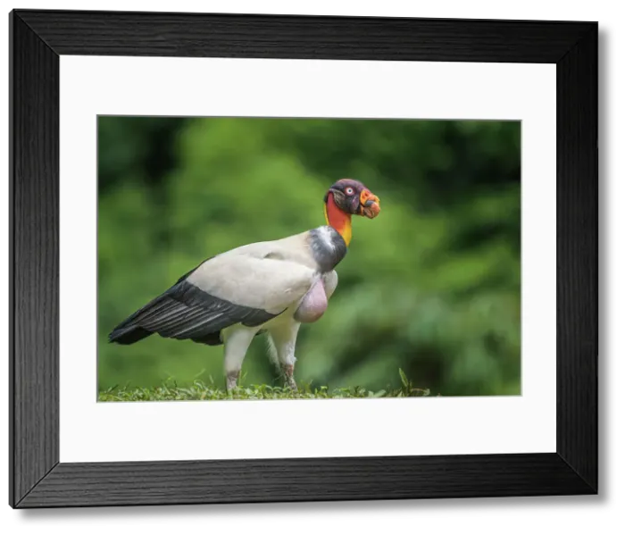 Framed Print : King Vulture (Sarcoramphus papa) Costa Rica Framed Print : King Vulture (Sarcoramphus papa) Costa Rica