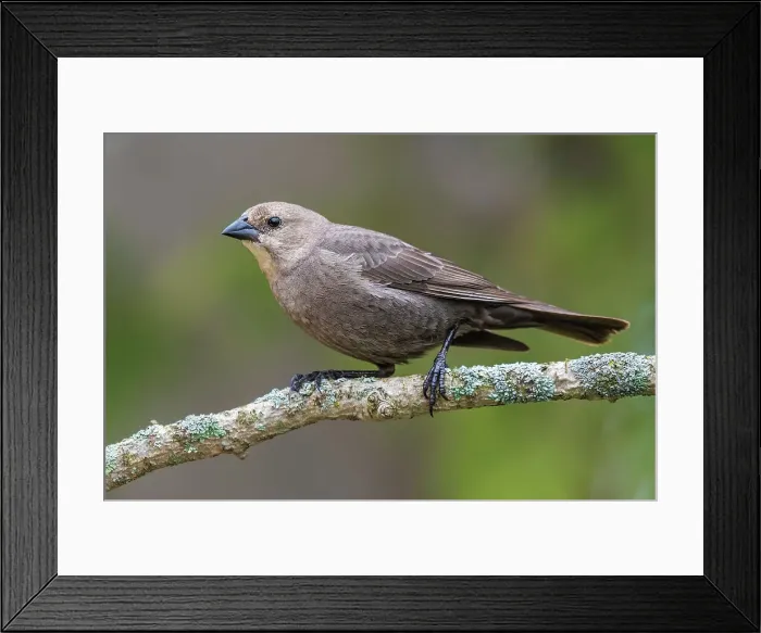 Framed Print : Brown-headed Cowbird (Molothrus ater), Ontario, Canada Framed Print : Brown-headed Cowbird (Molothrus ater), Ontario, Canada