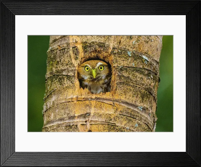 Framed Print : Ferruginous pygmy owl (Glaucidium brasilianum), Orotina, Alajuela, Costa Rica Framed Print : Ferruginous pygmy owl (Glaucidium brasilianum), Orotina, Alajuela, Costa Rica