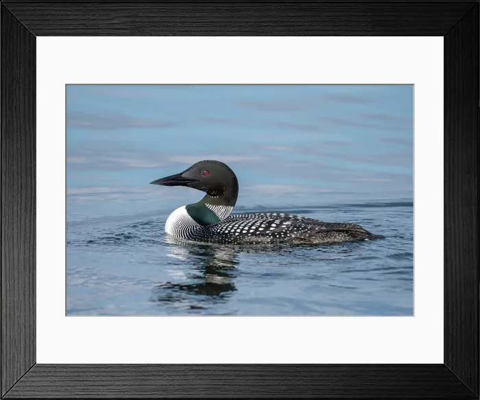 Framed Print : Common Loon (Gavia immer) on Lake Simcoe, Barrie, Ontario, Canada Framed Print : Common Loon (Gavia immer) on Lake Simcoe, Barrie, Ontario, Canada