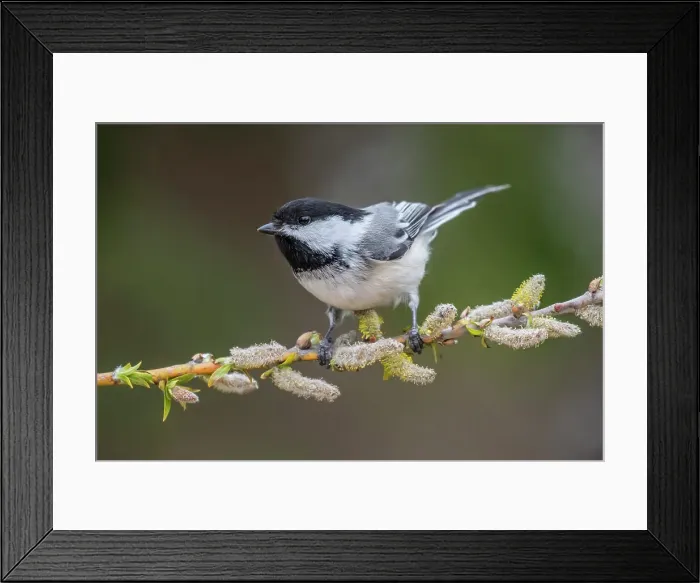 Framed Print : Black-capped Chickadee (Poecile atricapillus), Ontario, Canada Framed Print : Black-capped Chickadee (Poecile atricapillus), Ontario, Canada