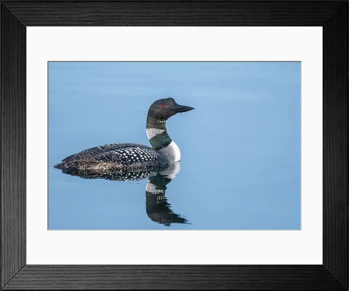 Framed Print : Common Loon (Gavia immer) on Lake Simcoe, Barrie, Ontario, Canada Framed Print : Common Loon (Gavia immer) on Lake Simcoe, Barrie, Ontario, Canada