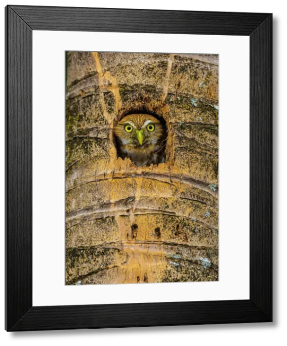 Framed Print : Ferruginous pygmy owl (Glaucidium brasilianum), Orotina, Alajuela, Costa Rica Framed Print : Ferruginous pygmy owl (Glaucidium brasilianum), Orotina, Alajuela, Costa Rica