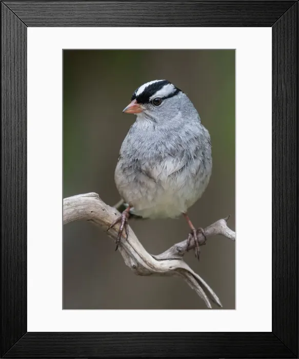Framed Print : White-crowned Sparrow (Zonotrichia leucophrys), Thornton, Ontario, Canada