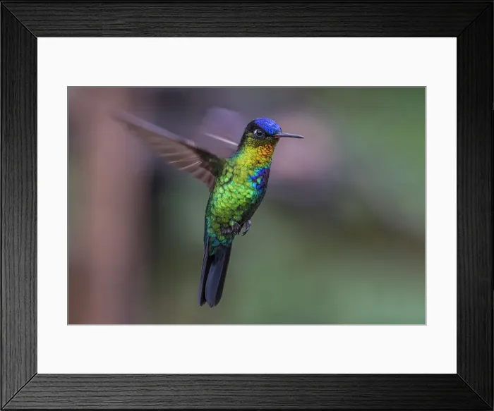 Framed Print : Fiery-throated Hummingbird (Panterpe insignis), Costa Rica Framed Print : Fiery-throated Hummingbird (Panterpe insignis), Costa Rica