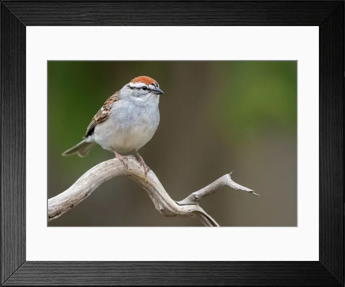 Framed Print : Chipping Sparrow (Spizella passerina), Ontario, Canada Framed Print : Chipping Sparrow (Spizella passerina), Ontario, Canada