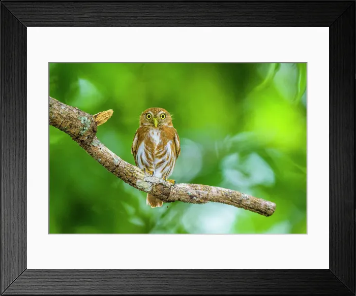 Framed Print : Ferruginous pygmy owl (Glaucidium brasilianum), Orotina, Alajuela, Costa Rica Framed Print : Ferruginous pygmy owl (Glaucidium brasilianum), Orotina, Alajuela, Costa Rica