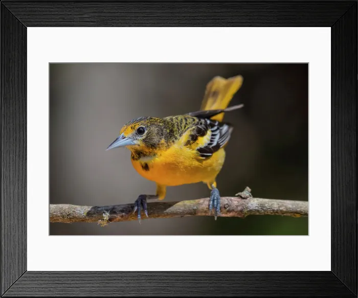 Framed Print : Baltimore Oriole (Icterus galbula), Ontario, Canada Framed Print : Baltimore Oriole (Icterus galbula), Ontario, Canada