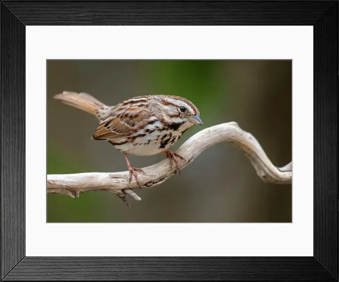 Framed Print : Song Sparrow (Melospiza melodia), Ontario, Canada Framed Print : Song Sparrow (Melospiza melodia), Ontario, Canada