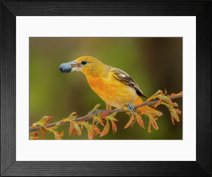 Framed Print : Baltimore Oriole (Icterus galbula) female, Ontario, Canada