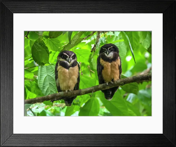 Framed Print : Spectacled owl (Pulsatrix perspicillata), Limon, Costa Rica Framed Print : Spectacled owl (Pulsatrix perspicillata), Limon, Costa Rica